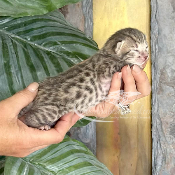 Ev2-2 F3 Savannah kitten for sale