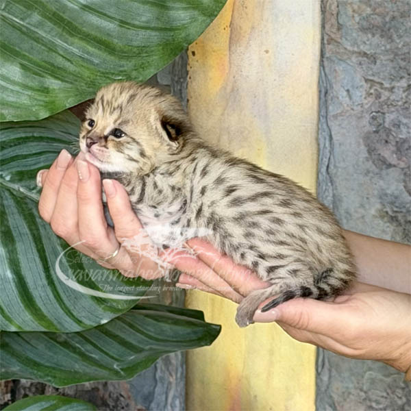 F1f-1 F1 Savannah kitten for sale
