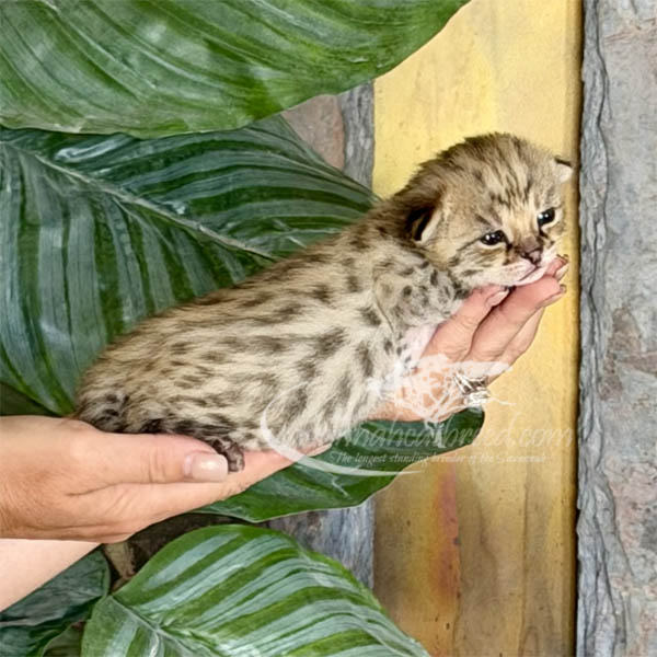 F1f-2 F1 Savannah kitten for sale