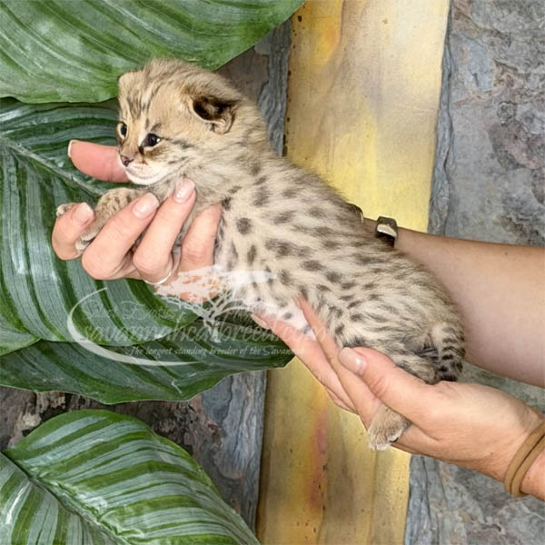 F1m-2 F1 Savannah kitten for sale