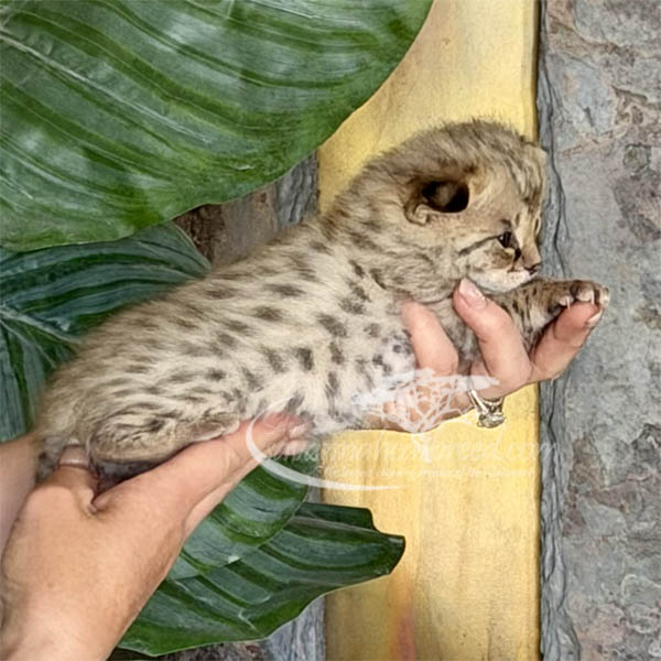 F1m-3 F1 Savannah kitten for sale