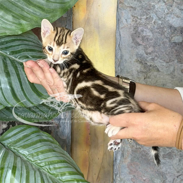 Fae1-1 F3 Savannah kitten for sale