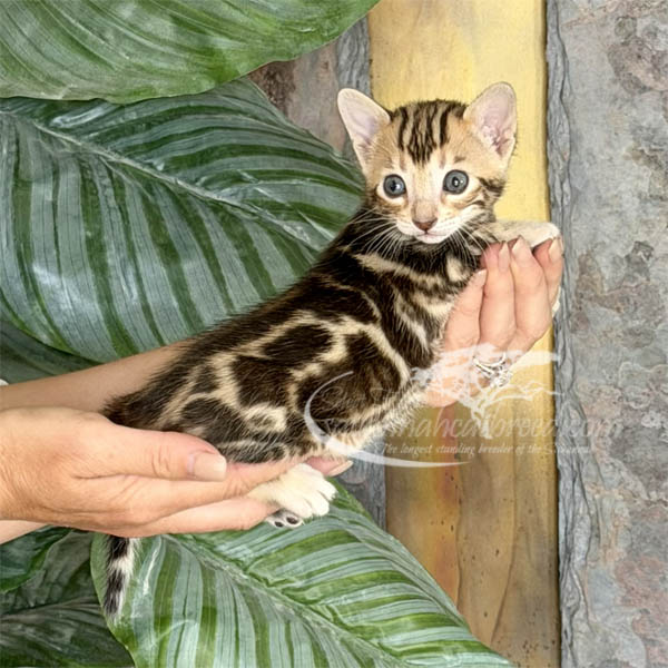 Fae1-2 F3 Savannah kitten for sale