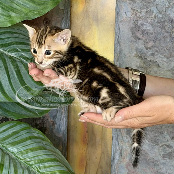 Fae2-1 F3 Savannah kitten for sale