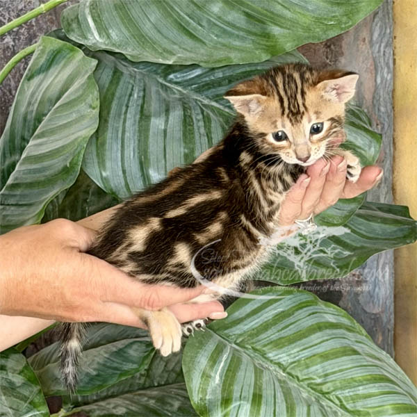 Fae2-2 F3 Savannah kitten for sale