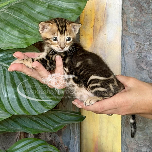 Fae3-1 F3 Savannah kitten for sale