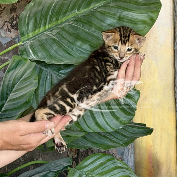 Fae3-2 F3 Savannah kitten for sale