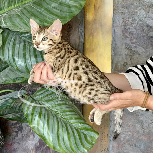 M1-1 F3 Savannah kitten for sale
