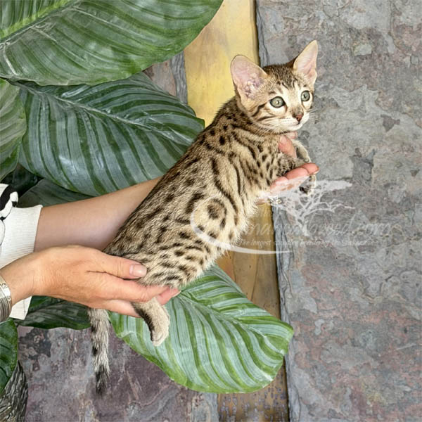 M1-2 F3 Savannah kitten for sale