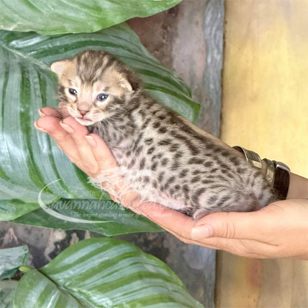 S1-1 F3 Savannah kitten for sale