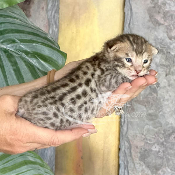 S1-2 F3 Savannah kitten for sale