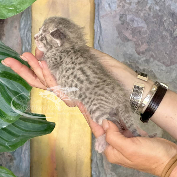 S2-1 F3 Savannah kitten for sale