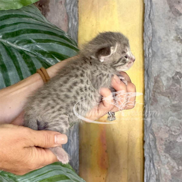 S2-2 F3 Savannah kitten for sale