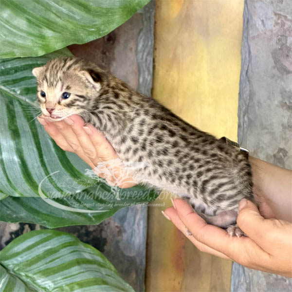 S3-1 F3 Savannah kitten for sale