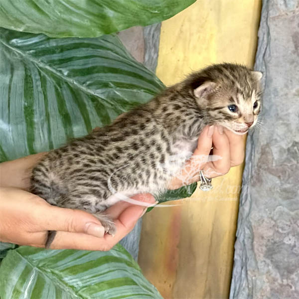 S3-2 F3 Savannah kitten for sale