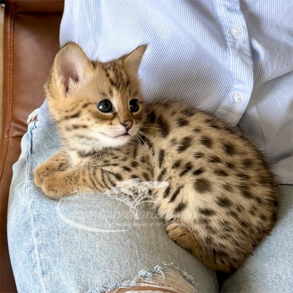 A1-1 F1 Savannah kitten for sale
