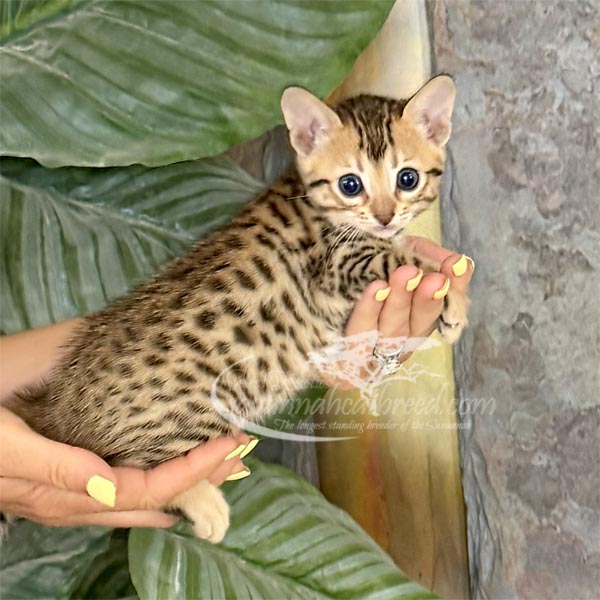 F3 Savannah kitten for sale