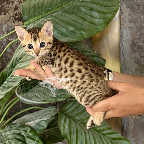 F3 Savannah kitten for sale