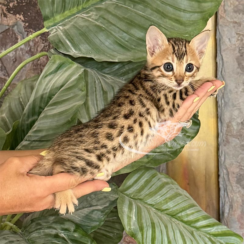 F3 Savannah kitten for sale