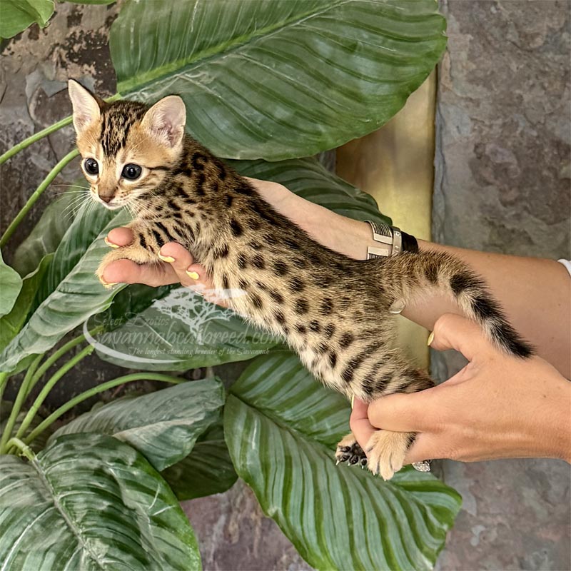 F3 Savannah kitten for sale