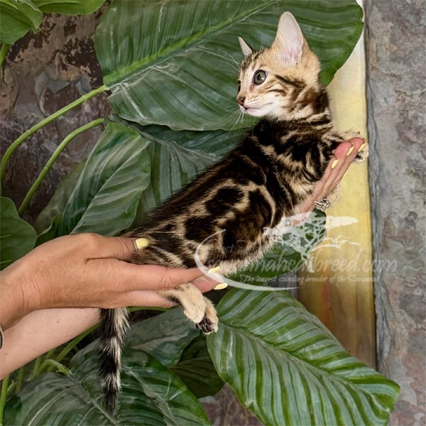 F3 Savannah kitten for sale