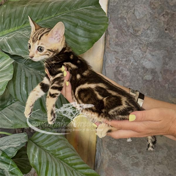 F3 Savannah kitten for sale