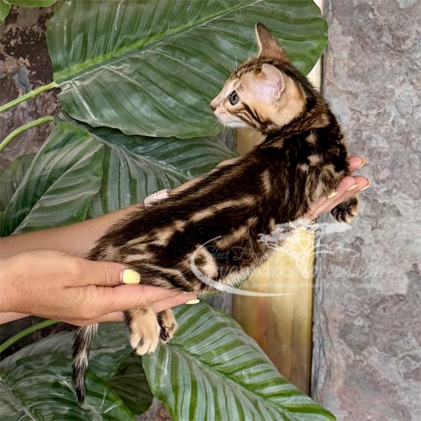 F3 Savannah kitten for sale