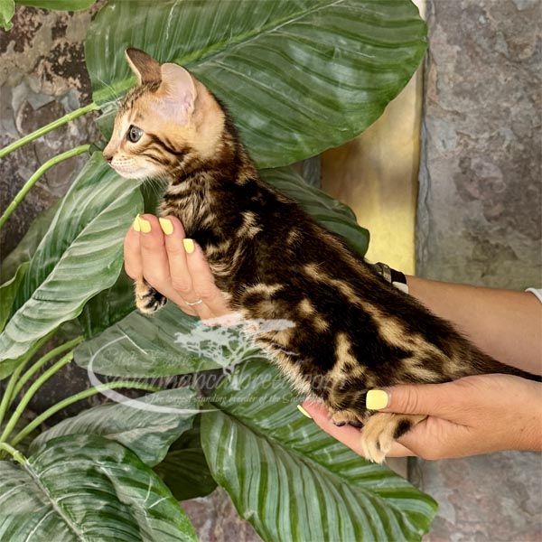 F3 Savannah kitten for sale