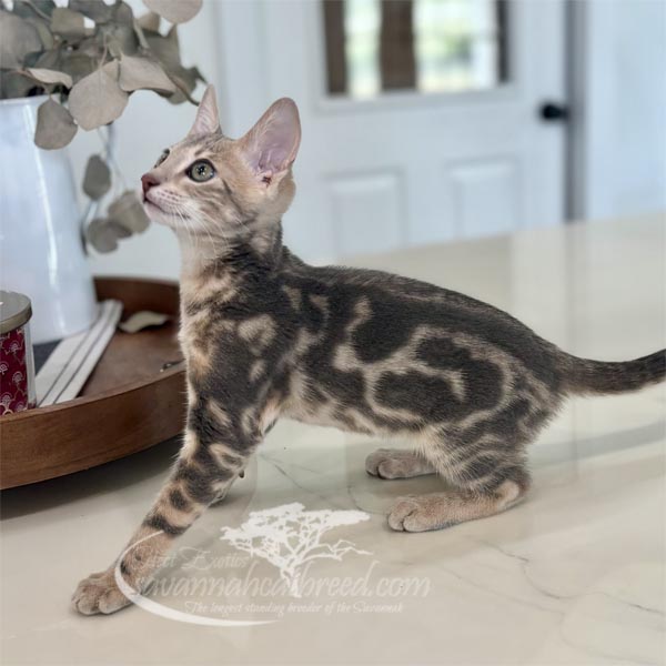 F3 Savannah kitten for sale