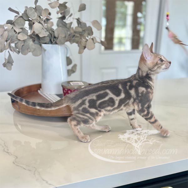 F3 Savannah kitten for sale