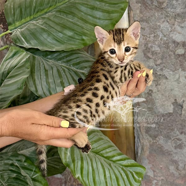 F3 savannah kitten for sale