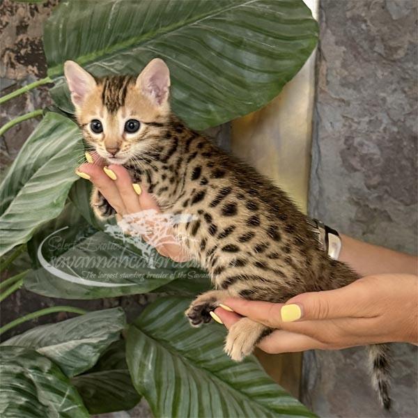 F3 savannah kitten for sale