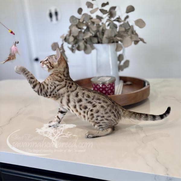 F3 Savannah kitten for sale
