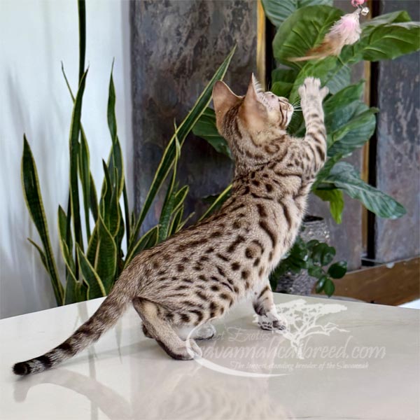 F3 Savannah kitten for sale