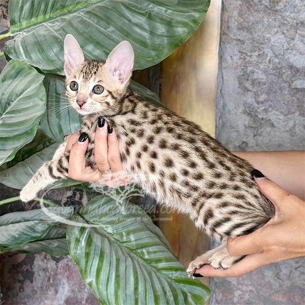 D1-1 F3 Savannah Kitten for Sale