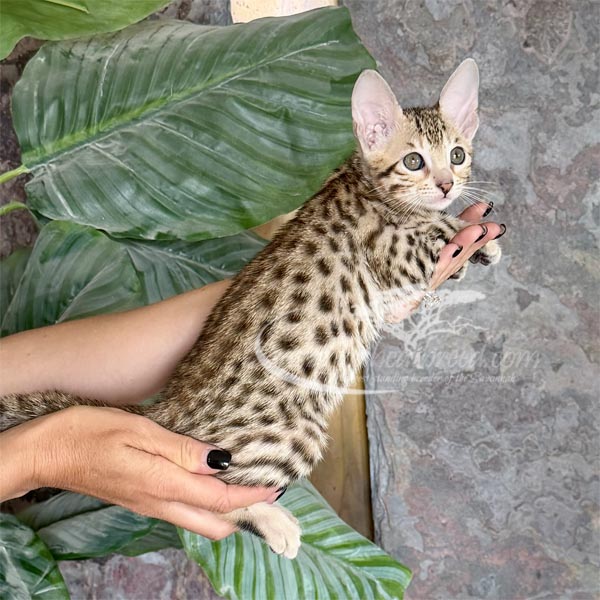 D1-2 F3 Savannah Kitten for Sale