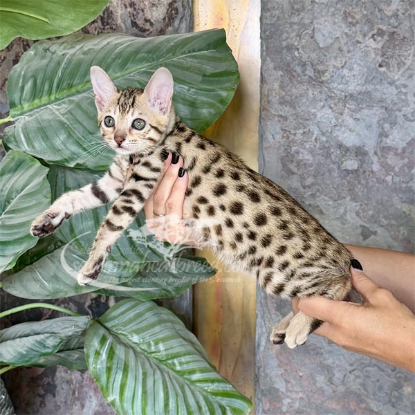 D2-1 F3 Savannah Kitten for Sale