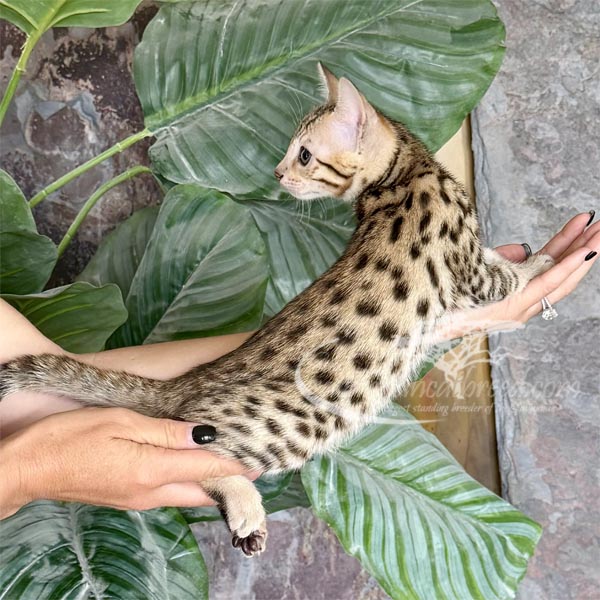 D2-2 F3 Savannah Kitten for Sale
