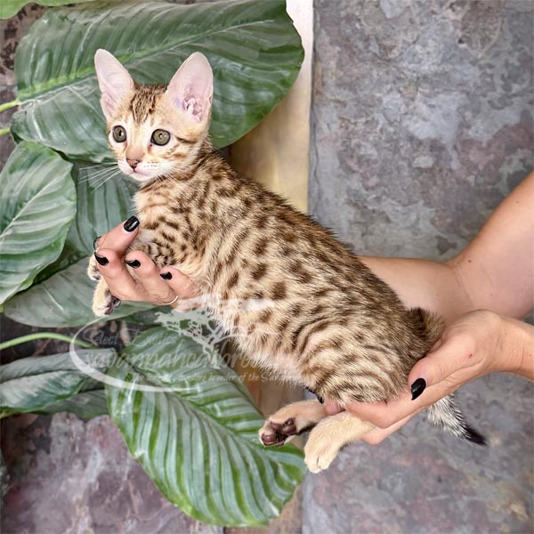 D3-1 F3 Savannah Kitten for Sale