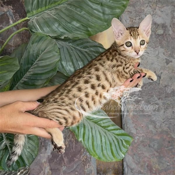 D3-2 F3 Savannah Kitten for Sale