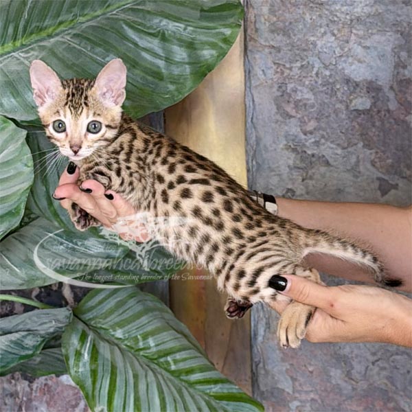 D5-1 F3 Savannah Kitten for Sale