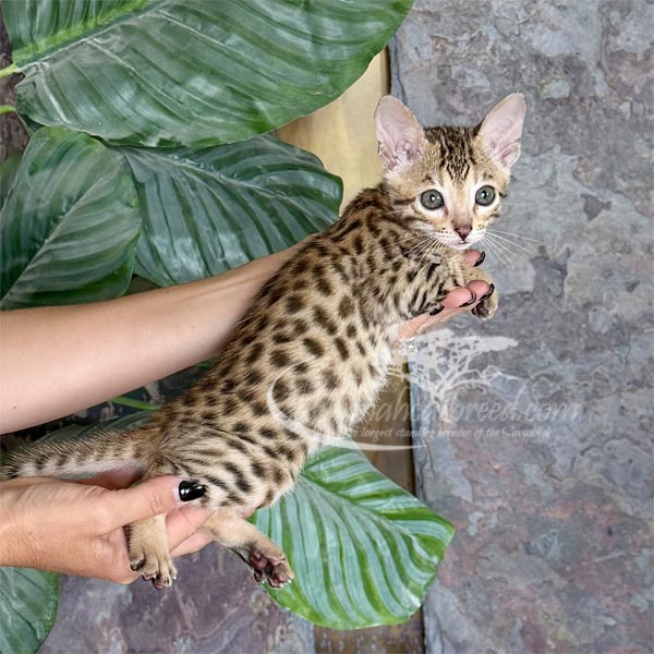 D5-2 F3 Savannah Kitten for Sale