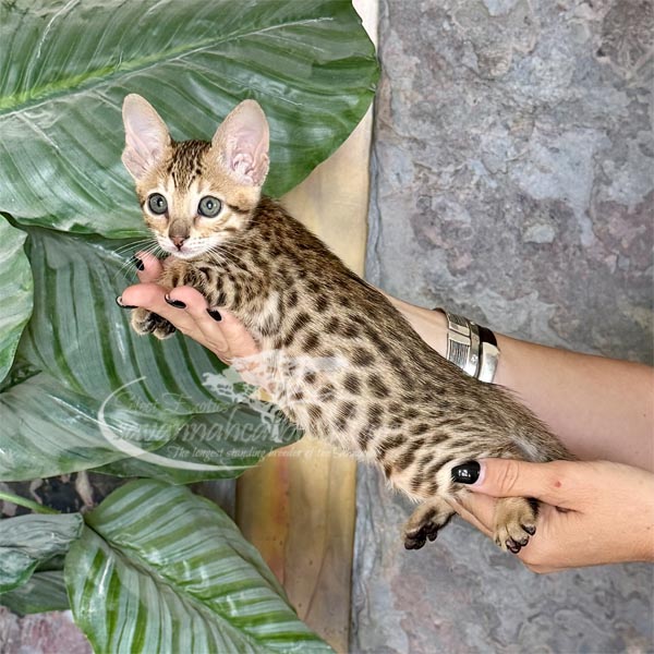 D6-1 F3 Savannah Kitten for Sale