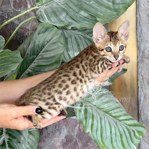D6-2 F3 Savannah Kitten for Sale