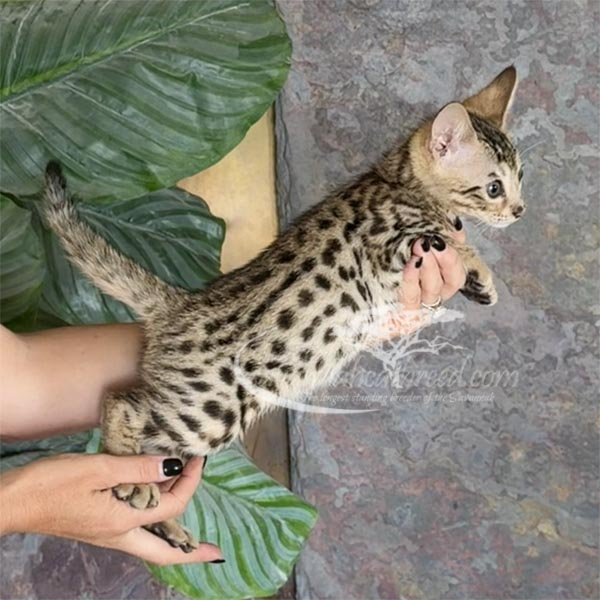 S1-1 F3 Savannah Kitten for Sale