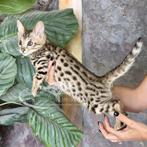 S1-2 F3 Savannah Kitten for Sale