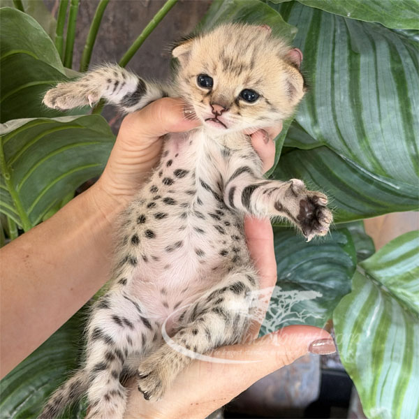 E1-2 F1 kitten for sale