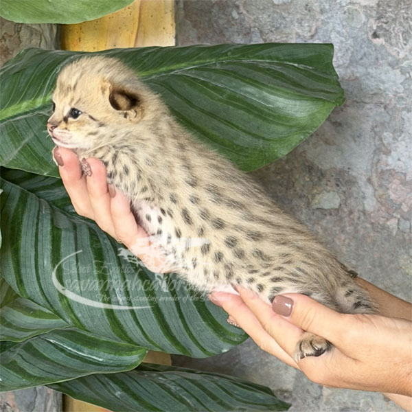 E1-3 F1 kitten for sale