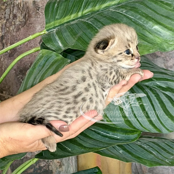 E2-2 F1 kitten for sale