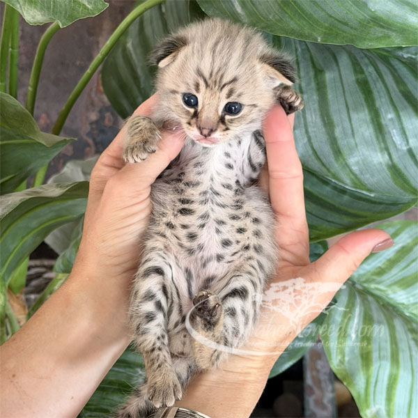 E2-3 F1 kitten for sale